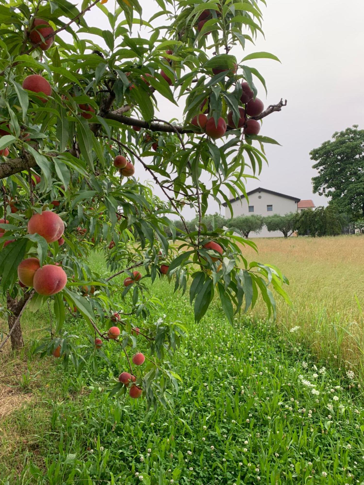 Agriturismo Zappare Farm Hotel Trevignano Eksteriør billede