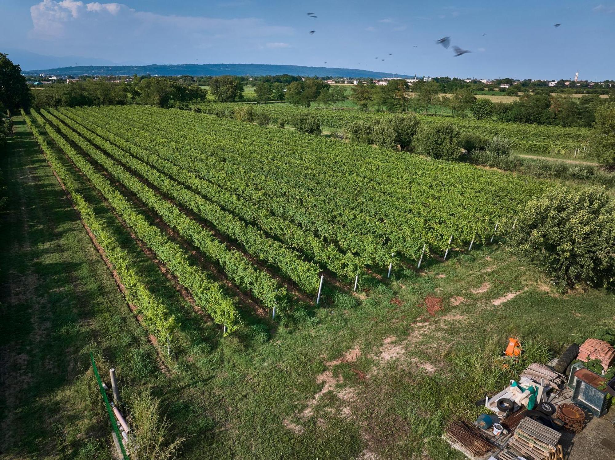 Agriturismo Zappare Farm Hotel Trevignano Eksteriør billede