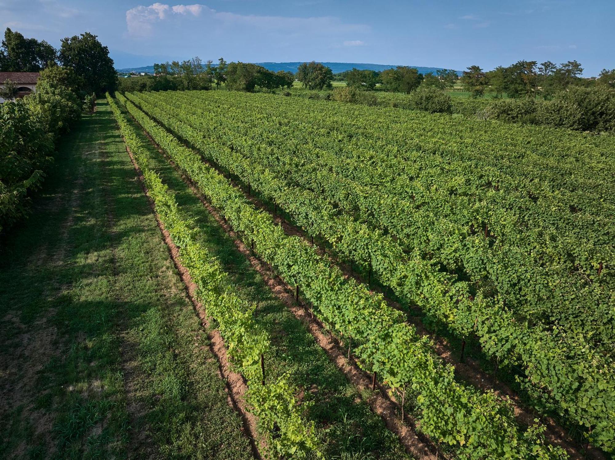 Agriturismo Zappare Farm Hotel Trevignano Eksteriør billede