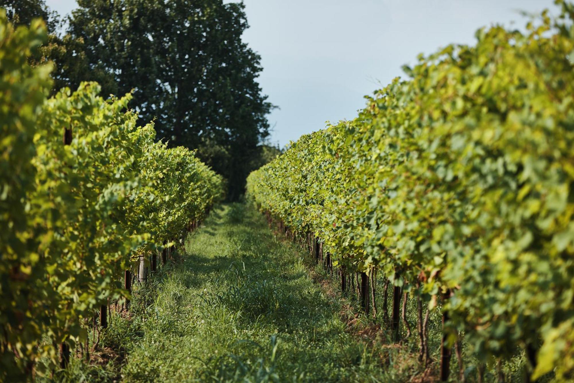 Agriturismo Zappare Farm Hotel Trevignano Eksteriør billede